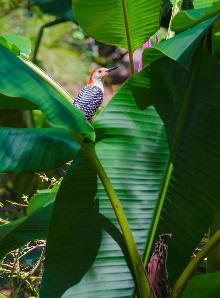 Florida- Woodpecker among Banana Leaves